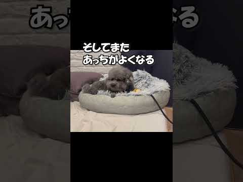 ＃おもしろ＃犬2匹＃癒し＃ゆずぽん＃shorts