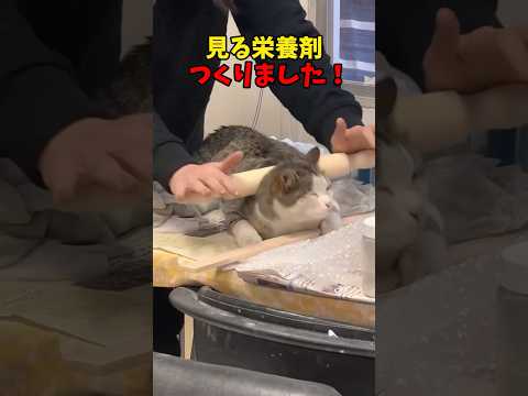 猫の動画サムネイル - 見る栄養補給🐈 #猫 #cat #cats #cute