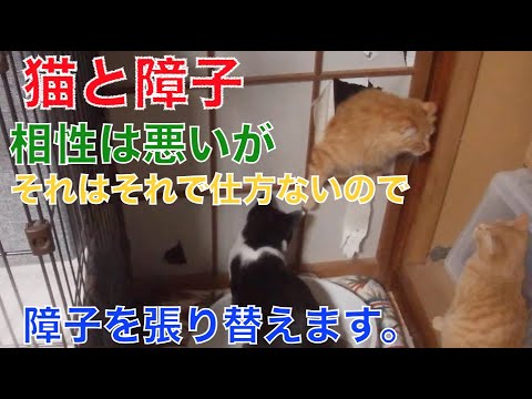 元保護猫4匹がいる家で障子を張り替えた。