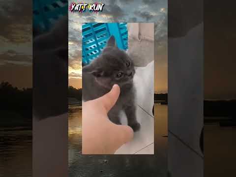 ngakak, ekspresi lucu kucing ketika di tegur#videolucu#kucing#shorts