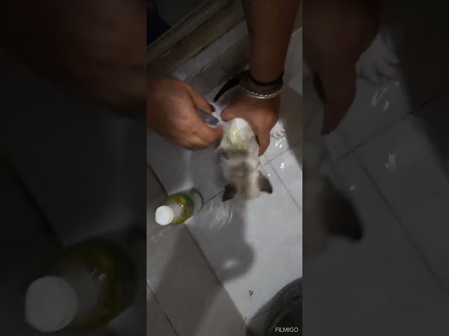 Gatitas Rsktads Part 2 #viralvideo #reels #viralshort #viralreels #shorts #shortvideo #cat #catlove
