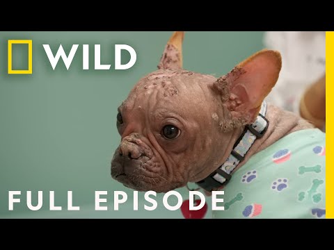 A Fungus Among Us (Full Episode) | Pop Goes the Vet with Dr. Joya