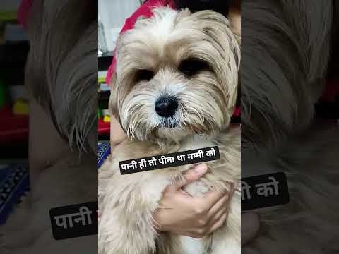 cute #dog #funny #pet #ytshorts #viral