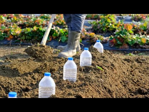 PET ŞİŞE İLE ÇİLEK EKİM YÖNTEMİ 🍓 STRAWBERRY PLANTING METHOD WITH PET BOTTLE