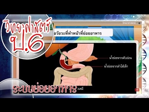 Upload mp3 to YouTube and audio cutter for ระบบย่อยอาหาร - วิทยาศาสตร์ ป.6 download from Youtube