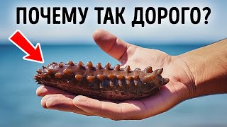 Морские огурцы очень дорогие, и вот почему