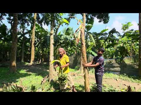 Funny video 🌴🍌banana harvest (Ep-139).