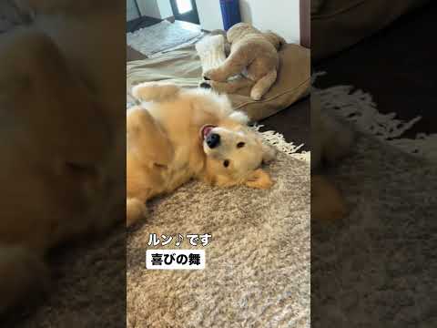 愛犬の『喜びの舞』 #ゴールデンレトリバーのいる生活 #ゴールデンレトリバー #大型犬のいる生活 #goldenretriever