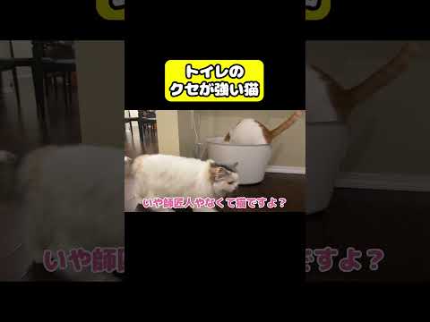 関西弁猫・つくしの癖とかわいい仕草を紹介｜面白動画 サムネイル