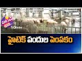 హైటెక్ పందుల పెంపకం | Hitech Pig Farming | Patas News | 10TV