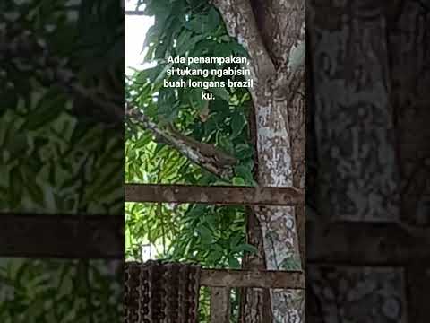 Daily life#hewan yg ngabisin buah²an di sekitar rmh ku #shortvideo