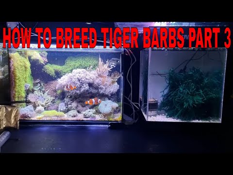 How To Breed Tiger Barbs Part 3 Hi guys. On this video I'll be showing you how the tiger barbs have grown.