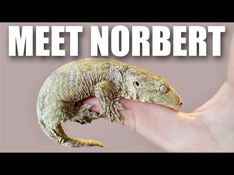 Norbert our Leachianus Gecko, (Rhacodactylus leach Norbert is our 'newer' resident to the Lair of the mad Aquarist. Truthfully he is my daughter Rylee'
