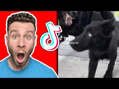 GERMAN SHEPHERD TikToks fails and wins that will make you laugh. Dog trainer reacts!