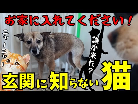 「え？」知らない猫が玄関前で鳴き続けています。