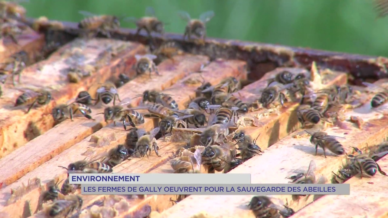 Environnement : les fermes de Gally oeuvrent pour la sauvegarde des abeilles