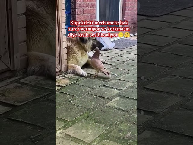 merhamet güzel birşey herkezde yok işte.😔