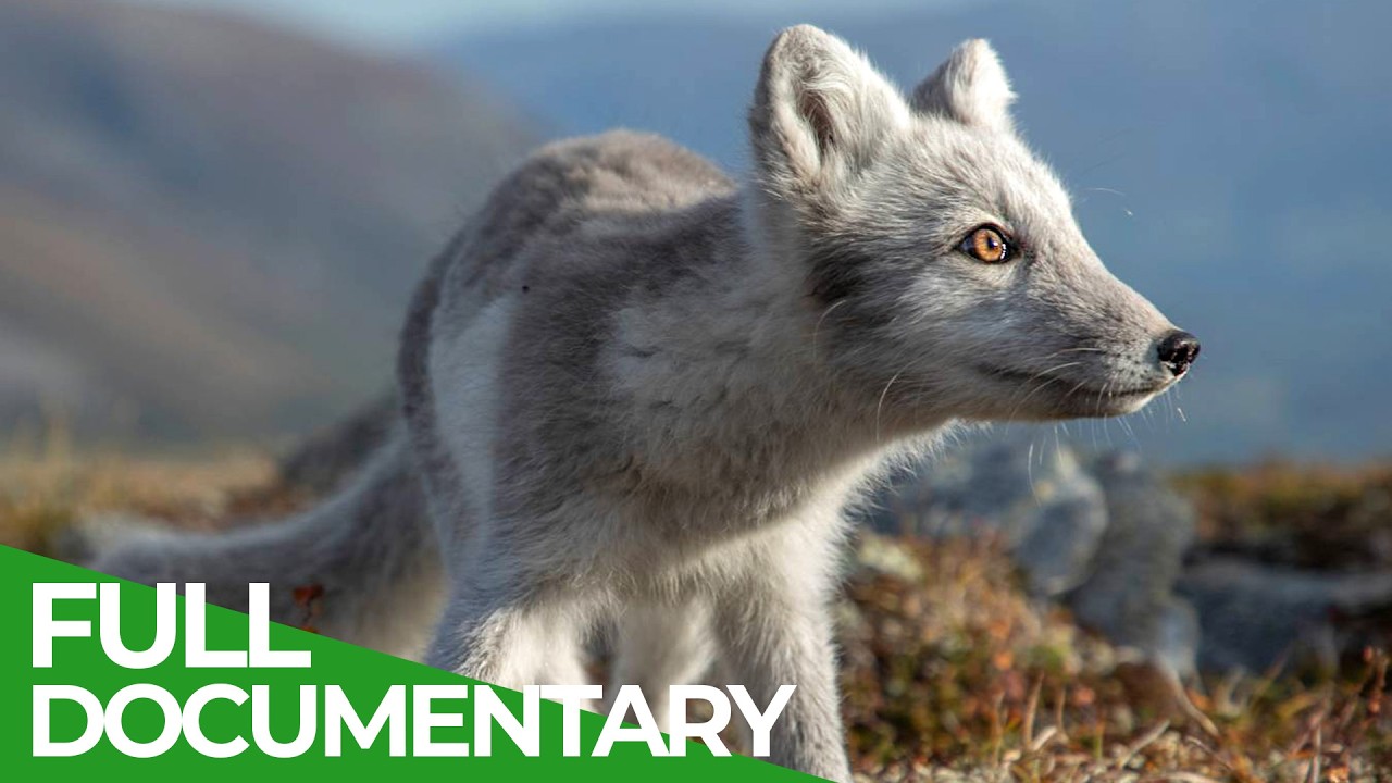Polar Day - Life in the Wilderness of the Far North | Free Documentary Nature