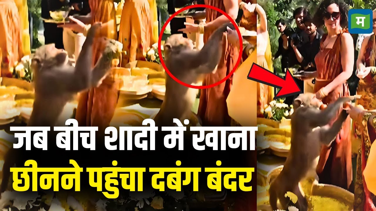 Sneaky Monkey Steals Food Viral Video | जब बीच शादी में खानाछीनने पहुंचा दबंग बंदर | Delhi Wedding