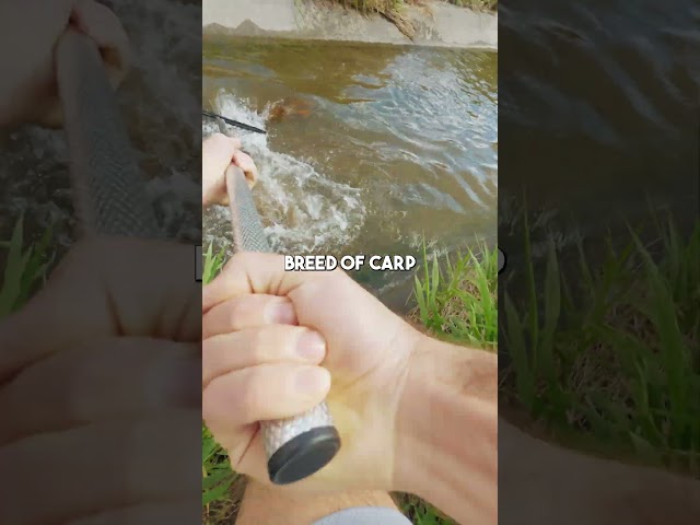 2 Super Rare Fish