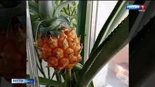 Настоящий ананас в своём рабочем кабинете вырастила омичка — Елена Смирнова