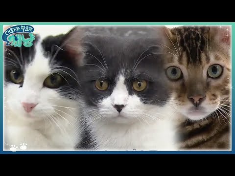 Dear My Human 남태현, 반려동물은 나의 와이프?! 샤워신 공개는 덤*^^* 171122 EP.10