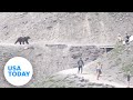 Viral video: Hikers encounter giant grizzly bear in Glacier National Park