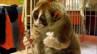 小懶猴吃米球