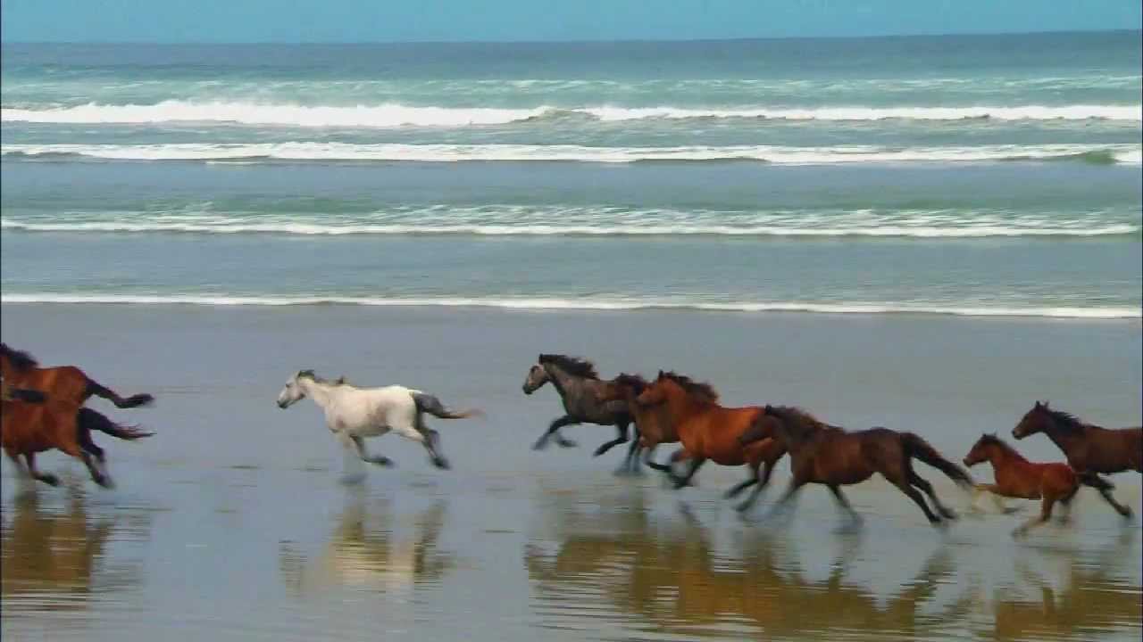 CABALLOS CORRIENDO YouTube CABALLOS CORRIENDO YouTube