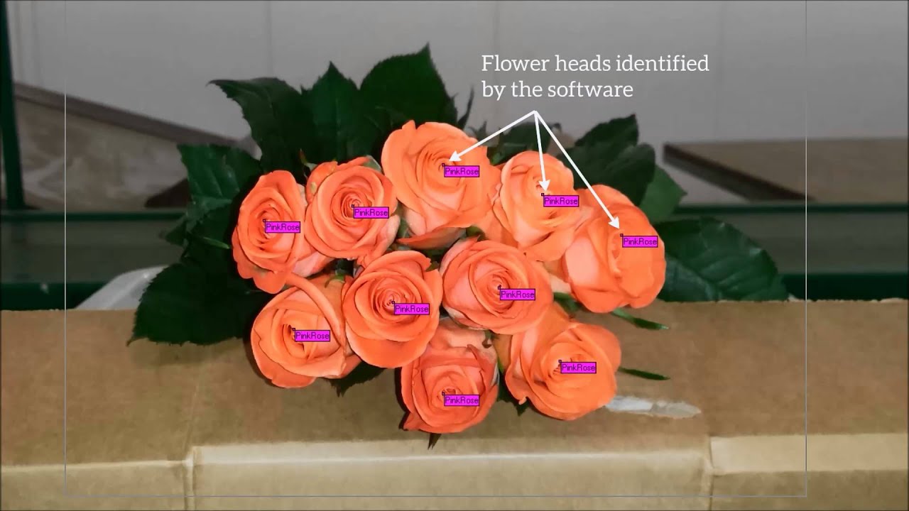 Finlays: Flower head counting system with machine vision software Finlays: Flower head counting system with machine vision software