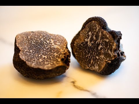 American Truffle Company Harvests First Scientifically Cultivated European Black Truffle in America American Truffle Company Harvests First Scientifically Cultivated European Black Truffle in America