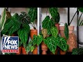 STOP THE DOOM-MONGERING: WaPo article blasted for claiming house plants hurt climate