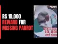Parrot Goes Missing, Madhya Pradesh Man Offers Rs 10,000 Cash Reward