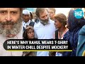 'Won't wear sweater until...': Rahul Gandhi settles T-shirt debate amid political mockery