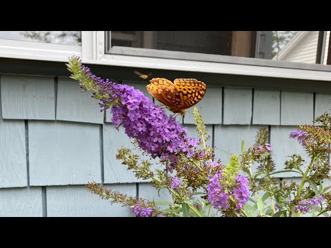 Property video
