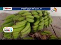 అరటి సాగుతో లాభాలు పొందుతున్న రైతు | Banana Farming | Matti Manishi | 10TV News  - 03:47 min - News - Video