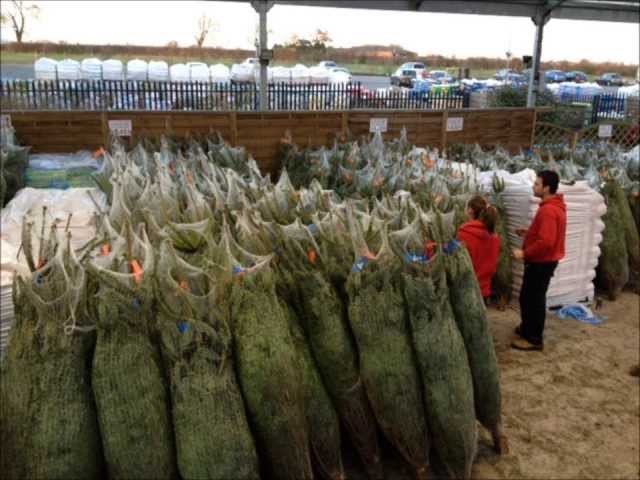 Our Christmas Trees in Leicester Have Arrived!