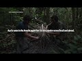 How açaí gets from the rainforest to your smoothie | The Protein Problem  - 01:56 min - News - Video
