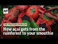 How açaí gets from the rainforest to your smoothie | The Protein Problem