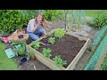 How to grow vegetables  in raised bed gardens