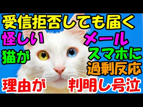 受信拒否しても届くしつこい怪しいメール 愛猫がスマホに過剰反応するようになった理由が分かり涙 猫の不思議な話 朗読 まとめちゅーぶ