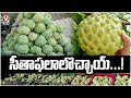 Must Eat This Seasonal fruit Sithaphal (  custard apple ) | 20 Years Old Market In  Medak |  V6 News