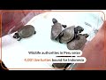Peru seizes 4,001 turtles bound for Indonesia | REUTERS  - 00:43 min - News - Video