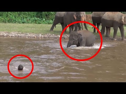 7 Times ANIMALS SAVING HUMANS Caught On Camera | FUN2KNOW!