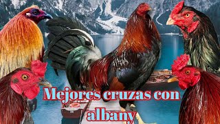 Las 5 mejores cruzas con albany @elpoderdelpollo2342