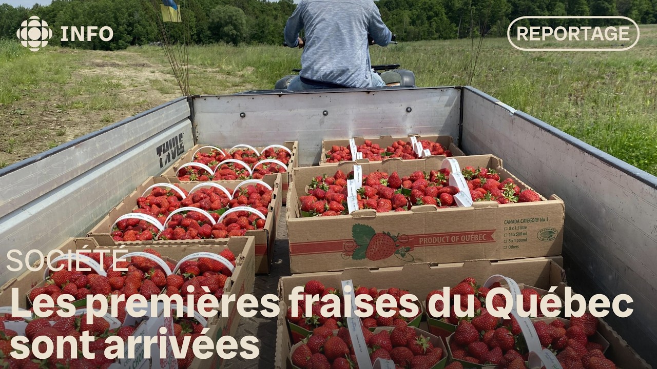 La saison des fruits hâtifs est lancée