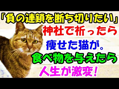 負の連鎖を断ち切りたい と神社で祈ったら 痩せた猫が目の前に 食べ物を与えると 猫の不思議な話 朗読 まとめちゅーぶ