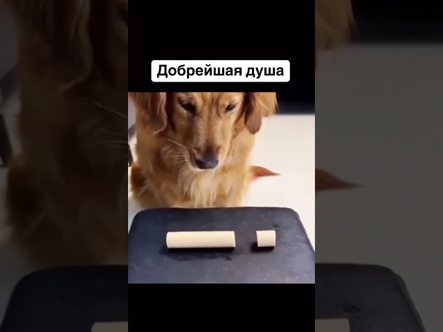 Добрейшая душа ❤️🐶#animals #facts #bekind #kindness #viral #vibes #reallife #thoughts