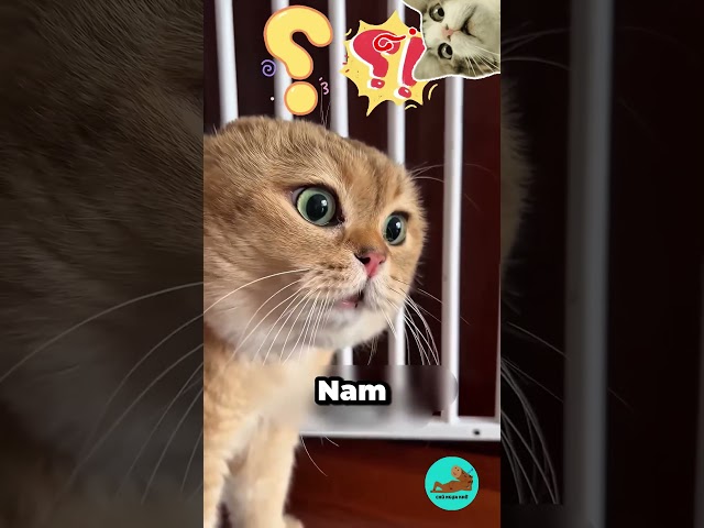 Đừng Nên Lại Gần Cô Gái Này ! #shorts