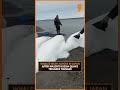 Tsunami Hits Japan After 8.7 Quake Near Russia | Whales Found Washed Ashore in Chiba | News9